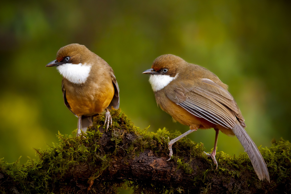 White-throated laughing thrush von Abdul Saleem