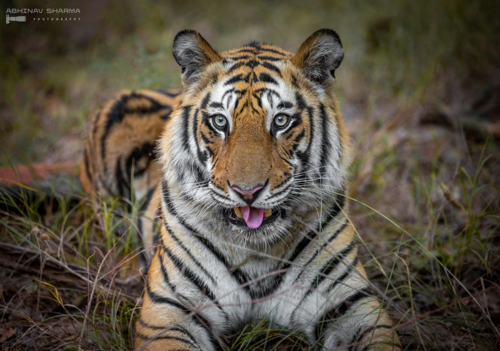 Cheeky Tiger von Abhinav Sharma