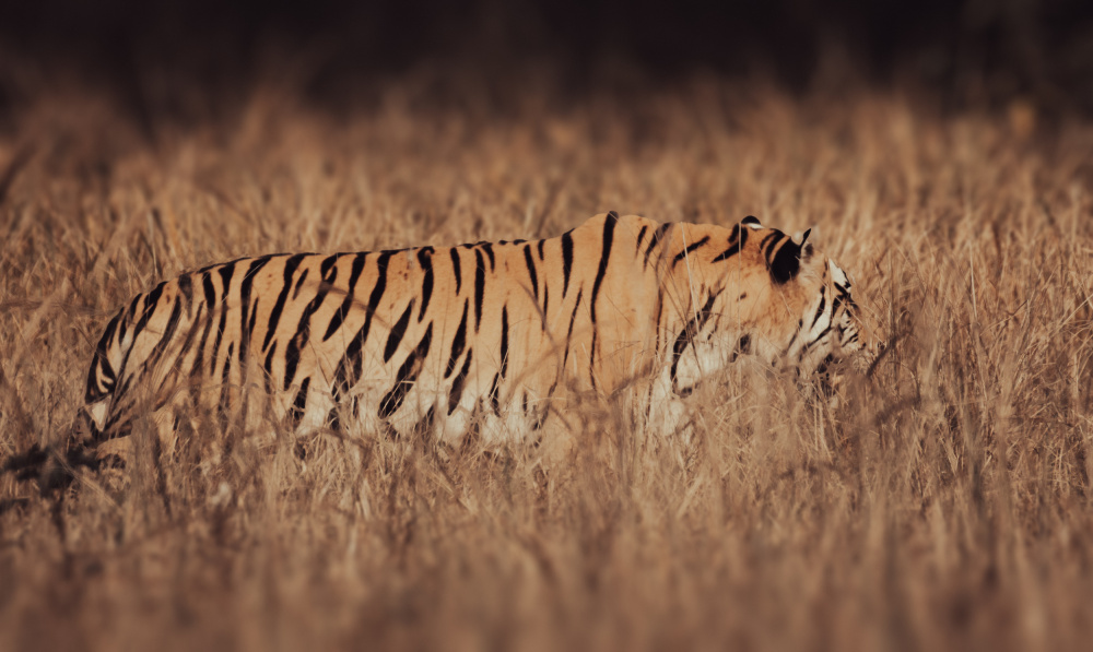 Artistic Tiger Camouflage von Abhinav Sharma