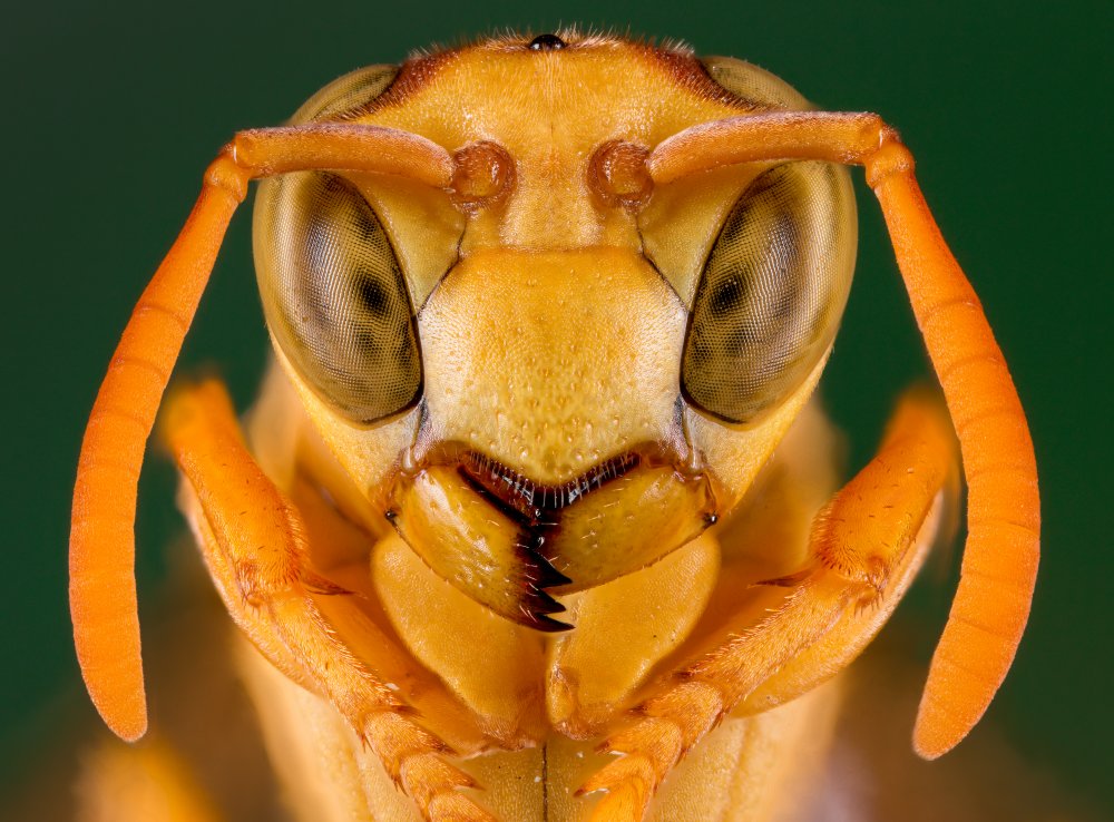 &quot;Yellow Paper Wasp&quot; von Abolfazl Arab