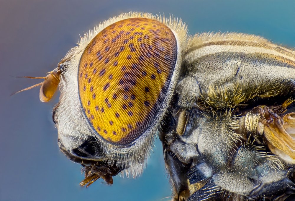 &quot;Large spotty-eyed drone fly&quot; von Abolfazl Arab