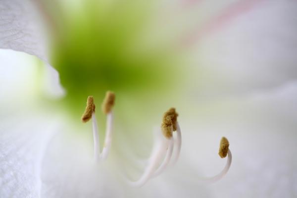 Amaryllisblüte von Achim Schünemann