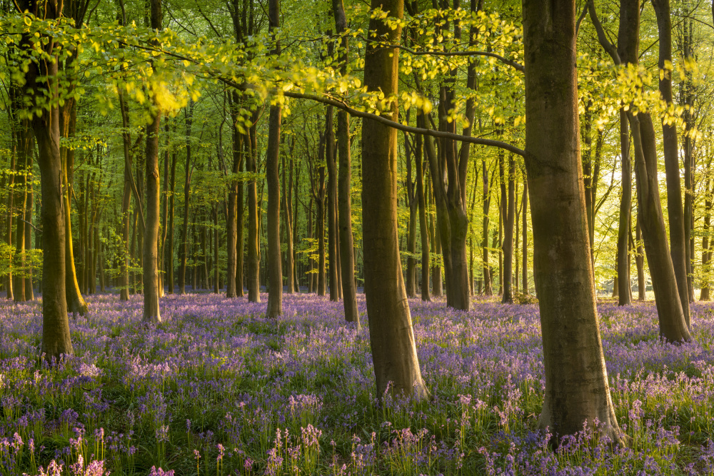 Bluebell Woodland von Adam Burton