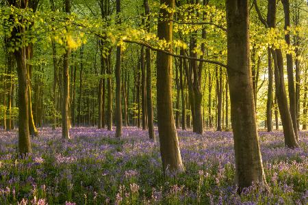 Bluebell Woodland