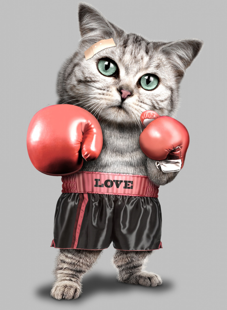 boxing cat von Adam Lawless