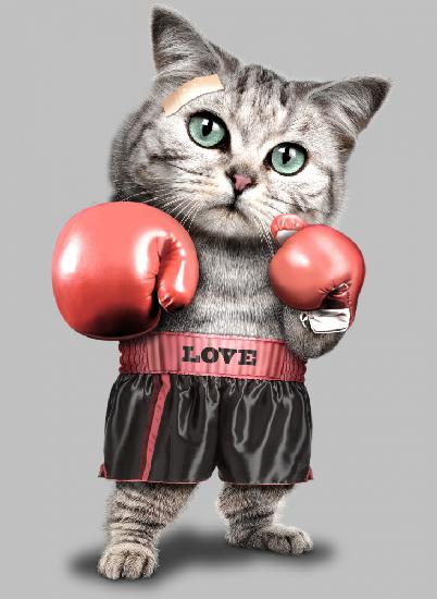 boxing cat