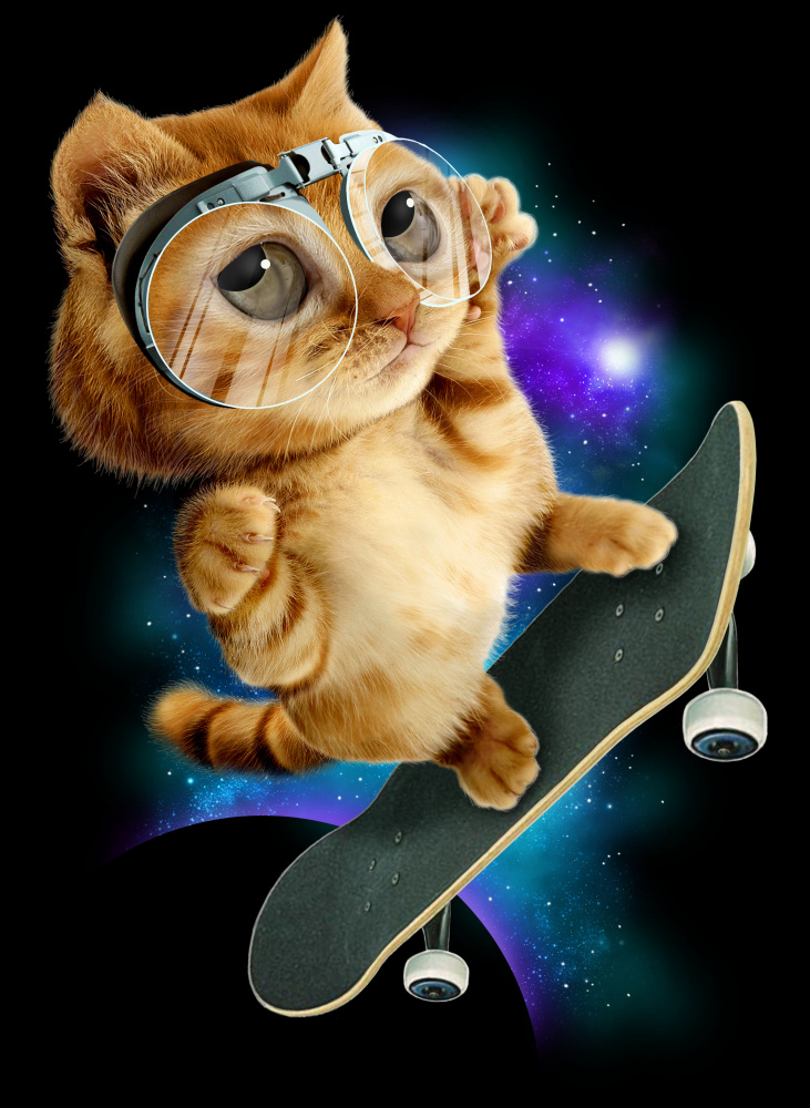 cat on skateboard von Adam Lawless