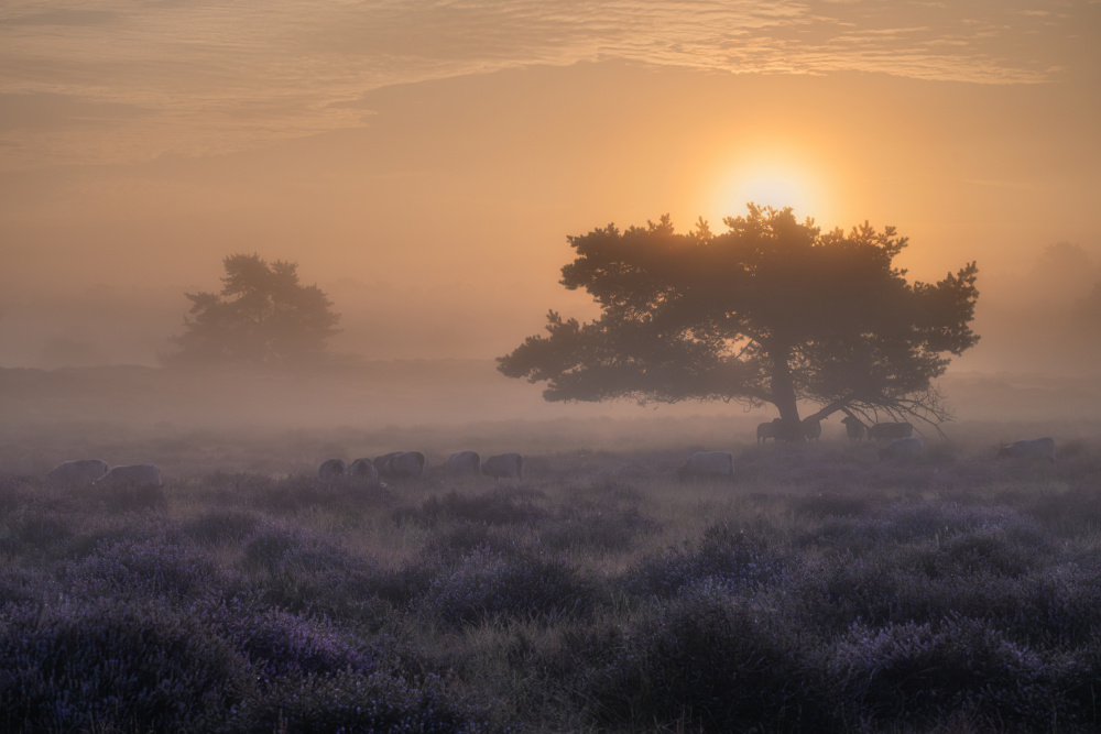 &quot;BORN IN THE MIST&quot; von Adam Pachula