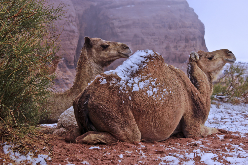 desert camel von Adel Al Amrani