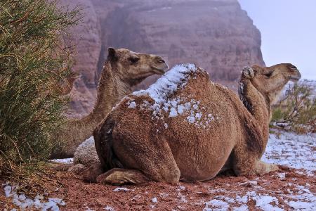 desert camel