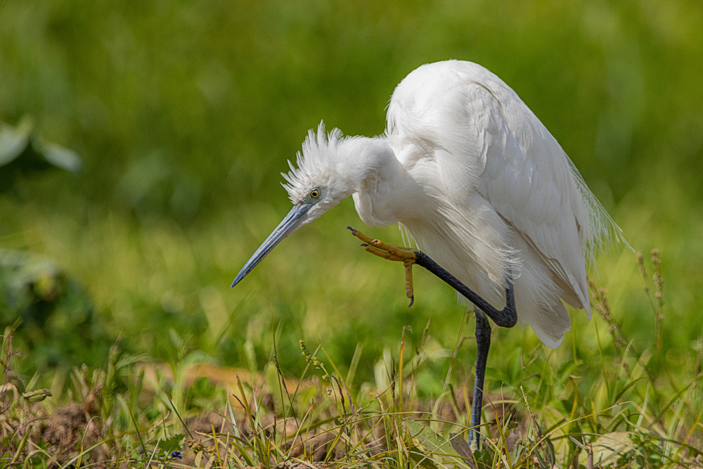 Little Egret von Adel mahmoud