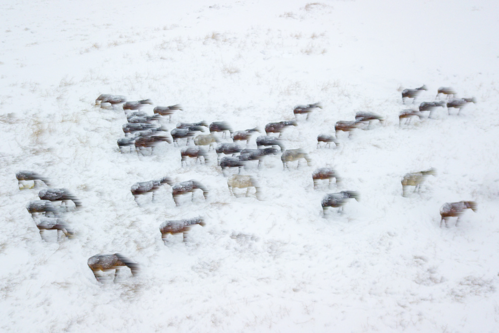 Wild Horses von Adem Eroglu