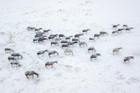 Wild Horses