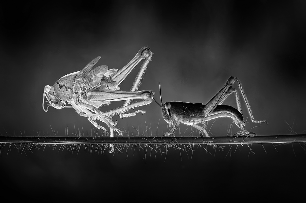 Molting Grasshopper von Adhi Prayoga