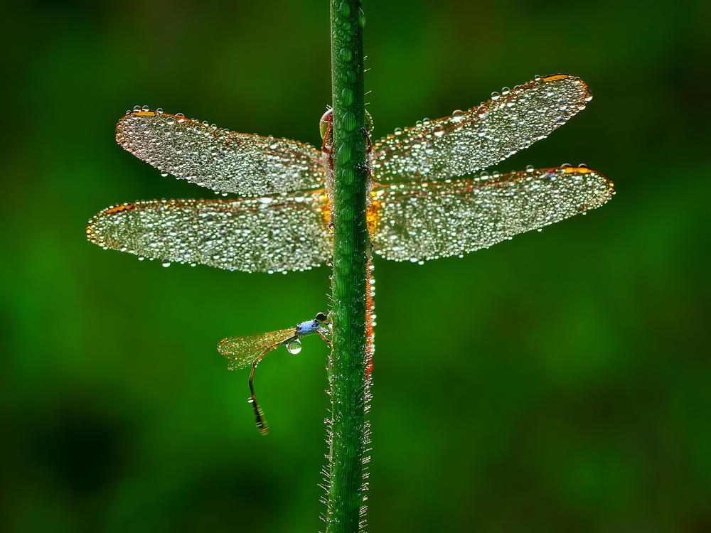 Dragonfly von Adhi Prayoga