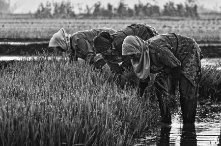 some mothers are weeding the rice