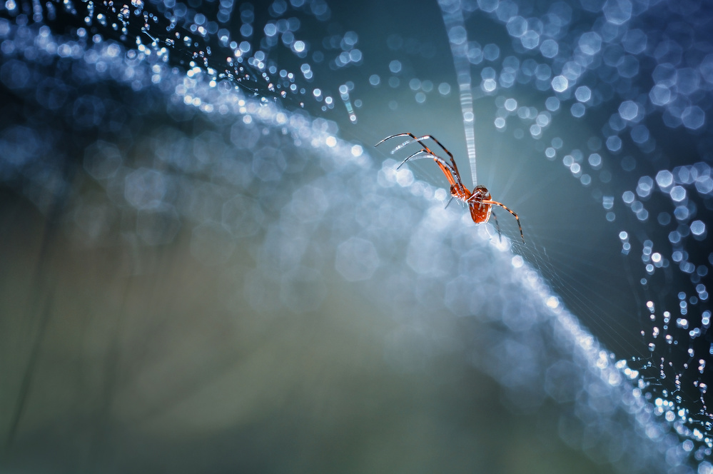 Red spider von Adi Isna Maulana