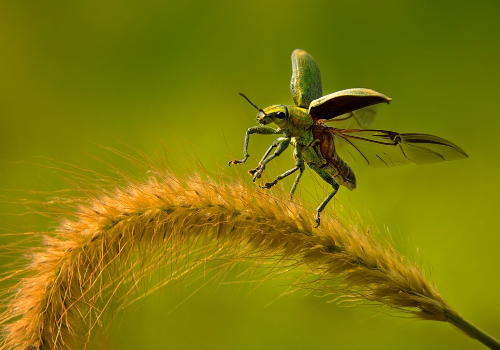 Take Off von Aditya P. Nugraha