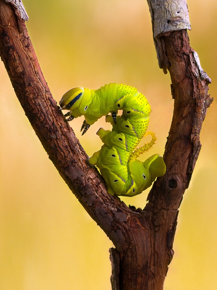 Fluorescence Caterpillar von Aditya P. Nugraha