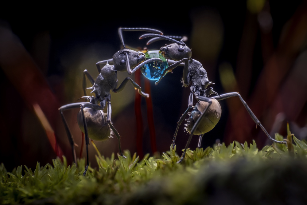 The Two Ants von Adnan Hidayat P