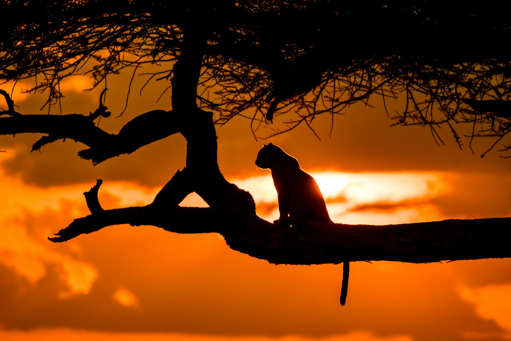 Sunset cheetah silhouette von Adrian