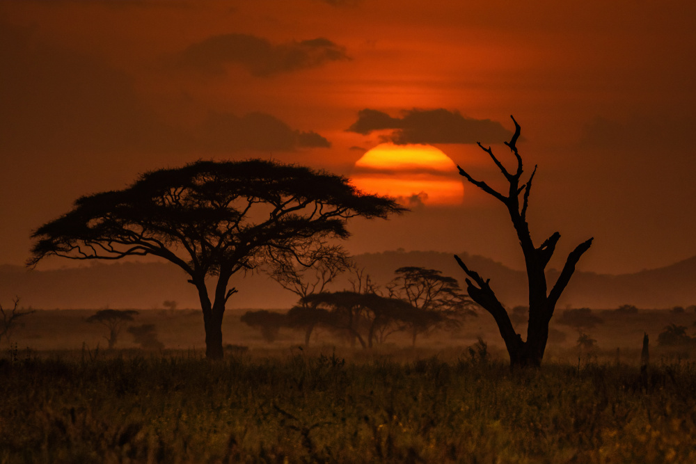 Sunset in Serengeti von Adrian