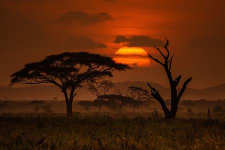 Sunset in Serengeti