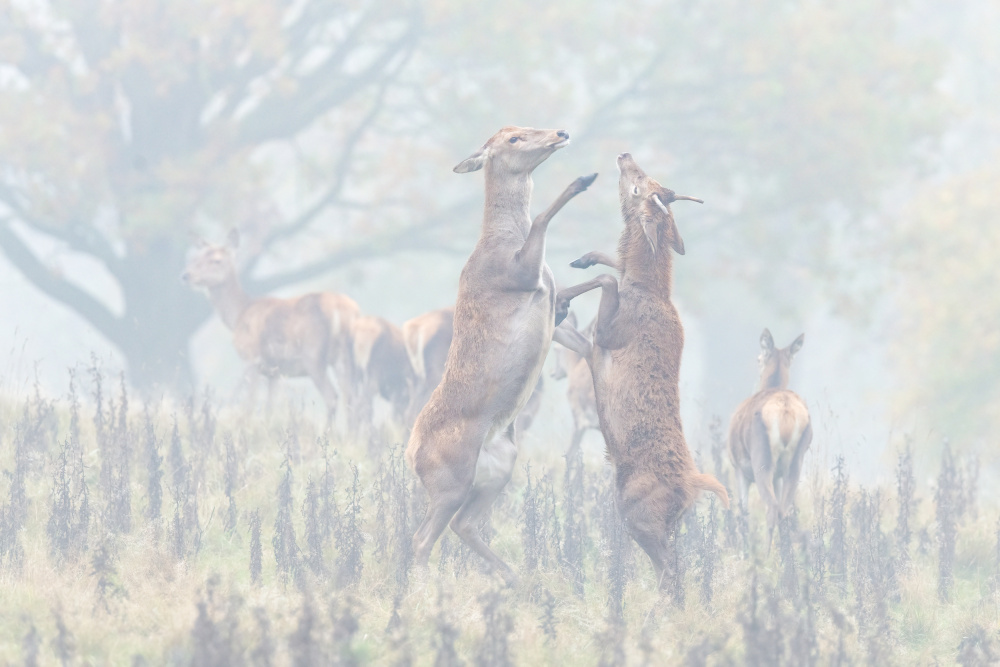 A Dance Of Autumn von Adrian Błaszczyk