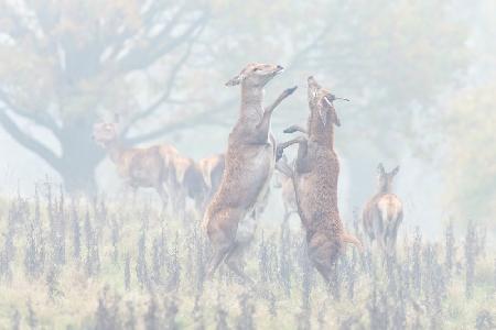 A Dance Of Autumn