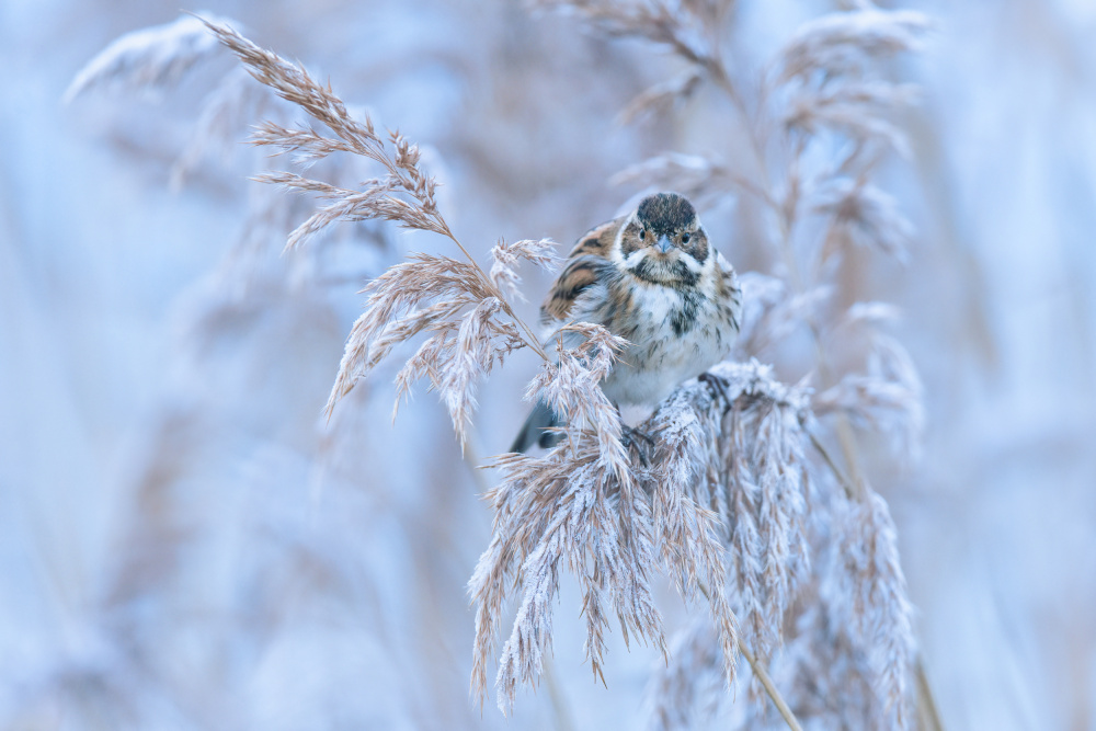 Reed Bunting von Adrian Błaszczyk