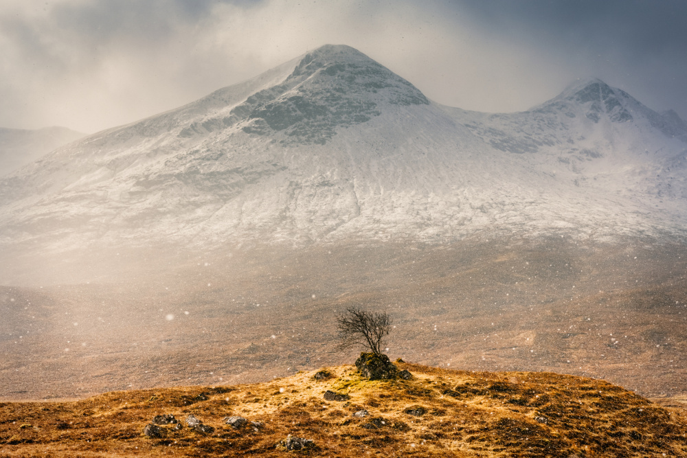 Lonely Highlander von Adrian Popan