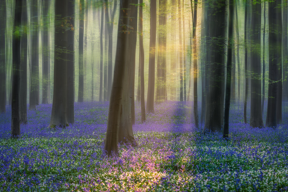 Daydreaming of Bluebells von Adrian Popan