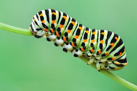 Caterpillar