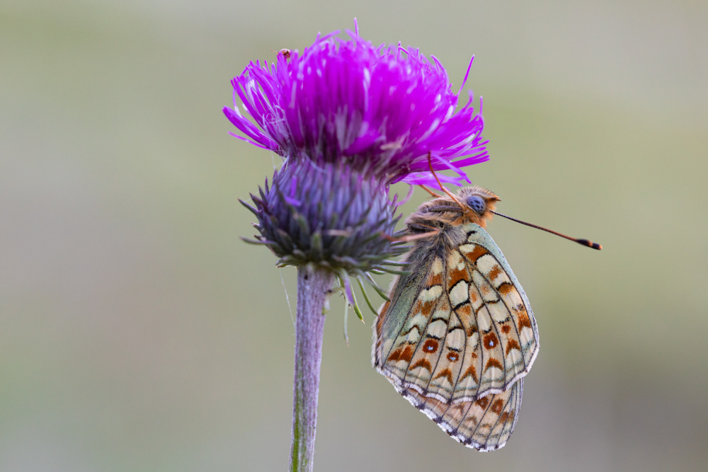 Butterfly world von Adrian Tudose