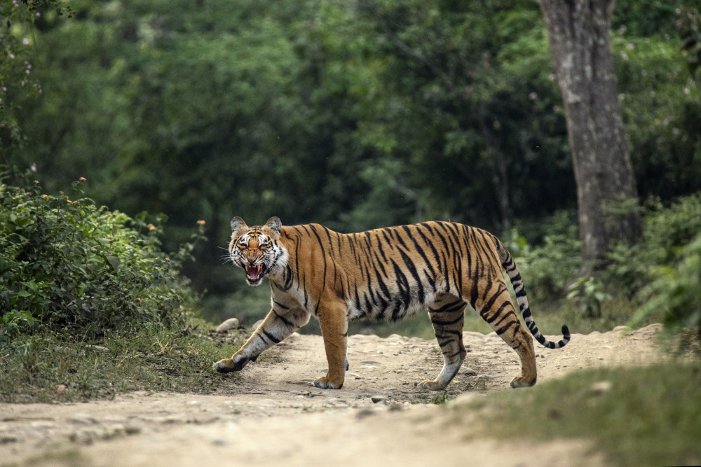 Say Cheese von Agniprava Nath