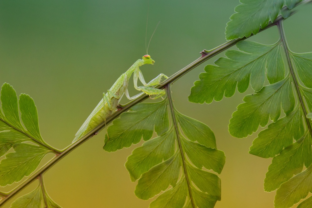 Mantis von Agoes Wahyudi