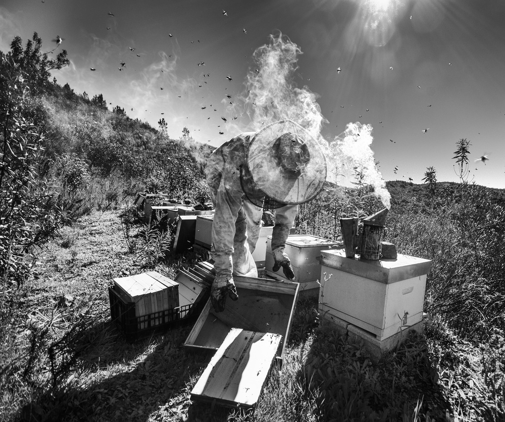 Mountain of honey von Agostinho Teixeira