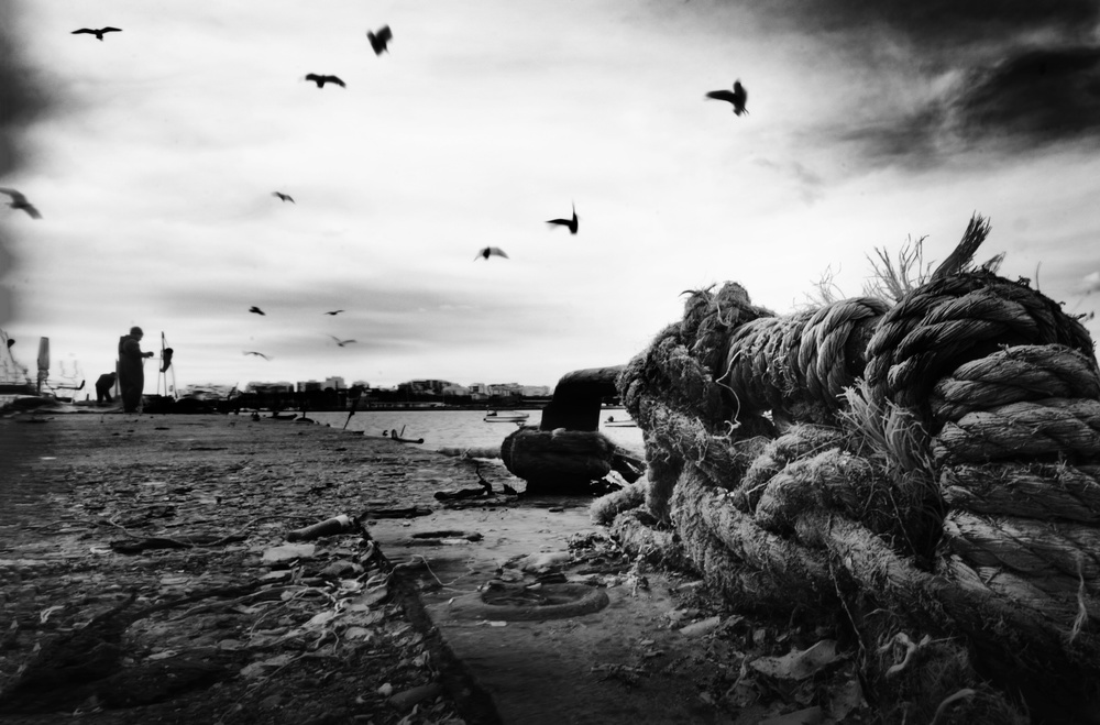 Hitchcocks birds von Agostinho Teixeira