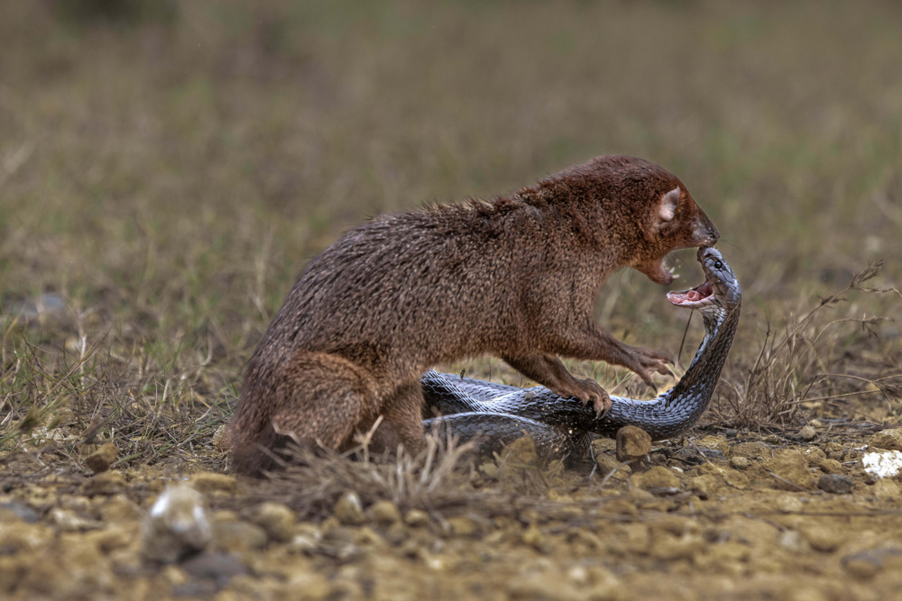 Over the edge von Agus Adriana