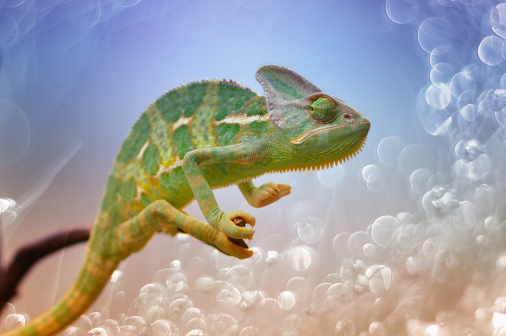 Chameleon von Agus Wahyudi