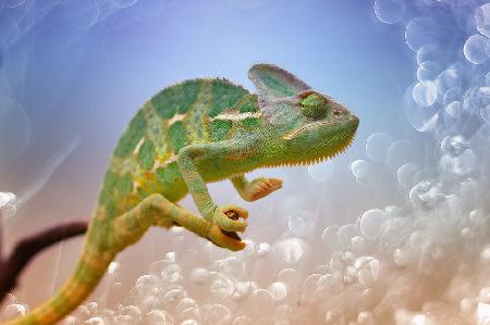 Chameleon