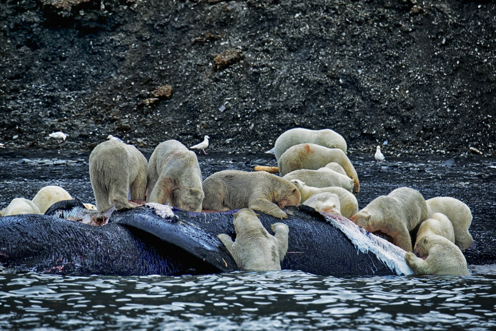 Great White Polar Bears feasting a whale carcass von Aharon Golani