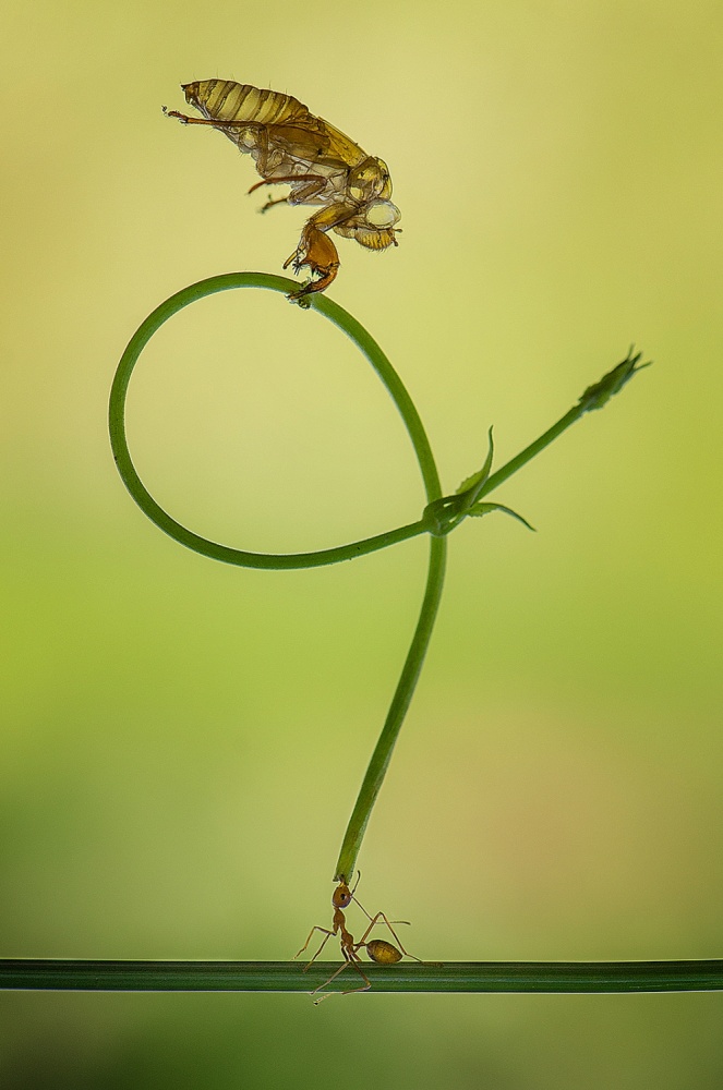 am i strong? von Ahmad Baihaki