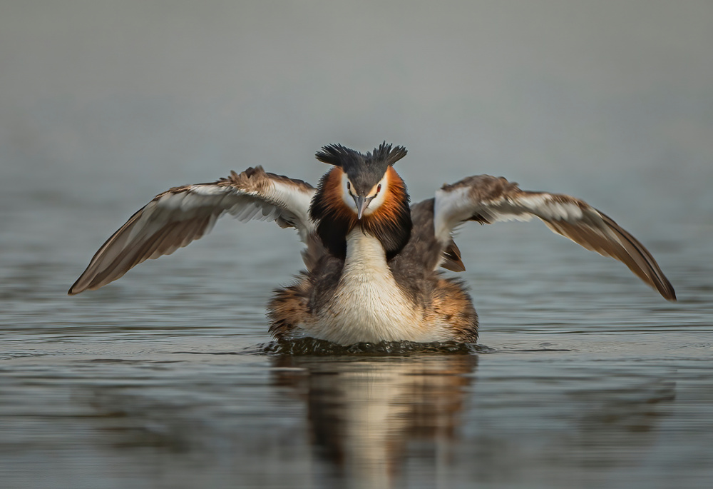 Great Crested Grebe von ahmadabdelhameed