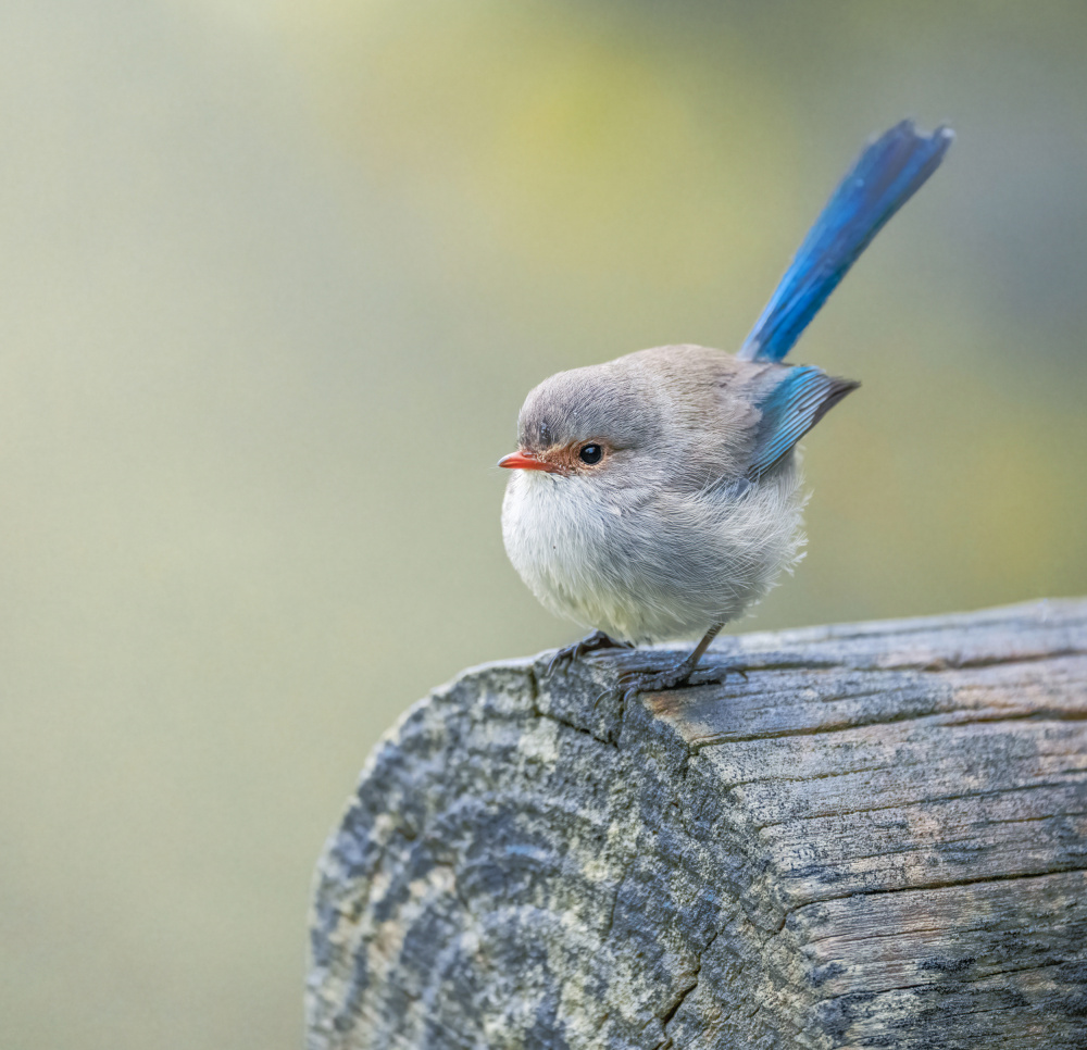 Splendid fairy wren von ahmadabdelhameed