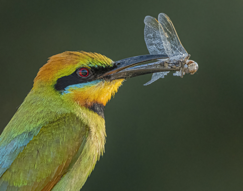 Rainbow Bee-eater von ahmadabdelhameed