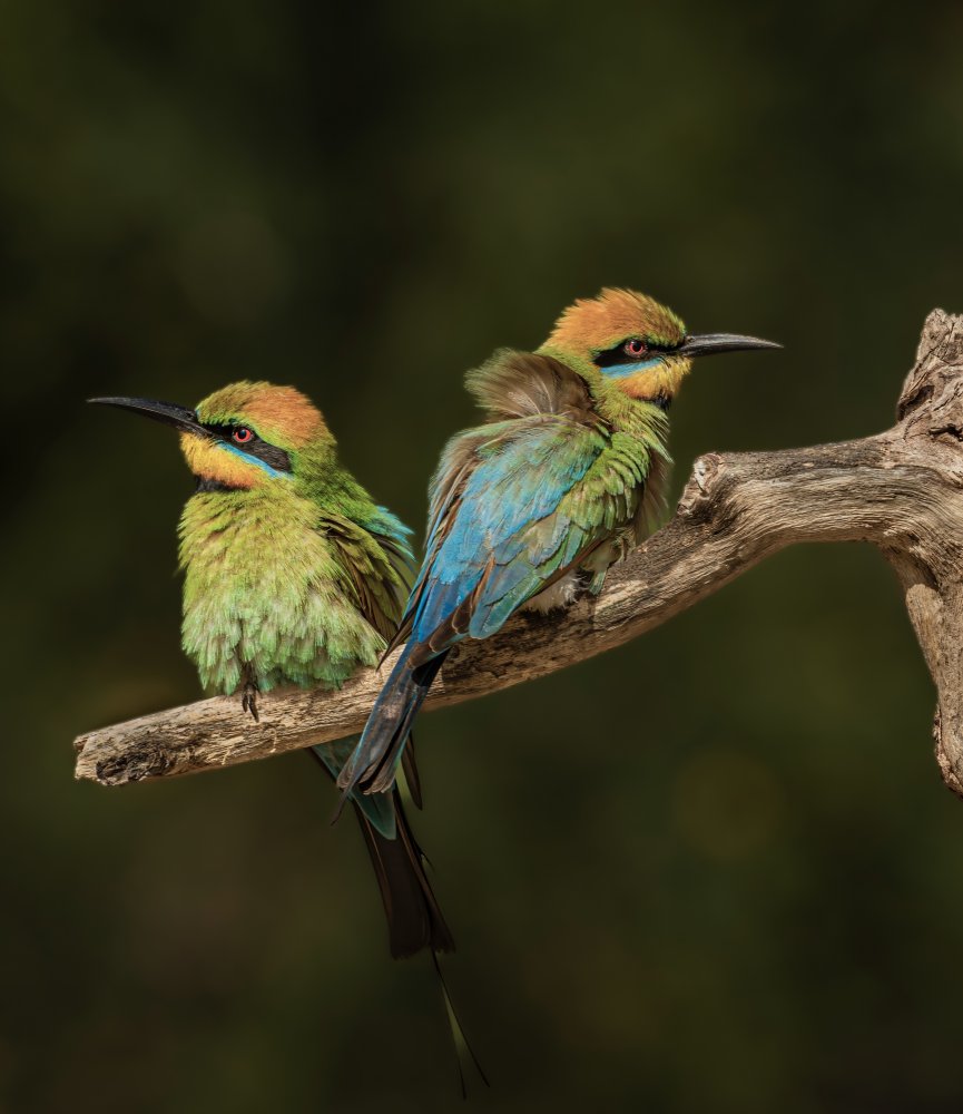 Rainbow Bee-eaters von ahmadabdelhameed