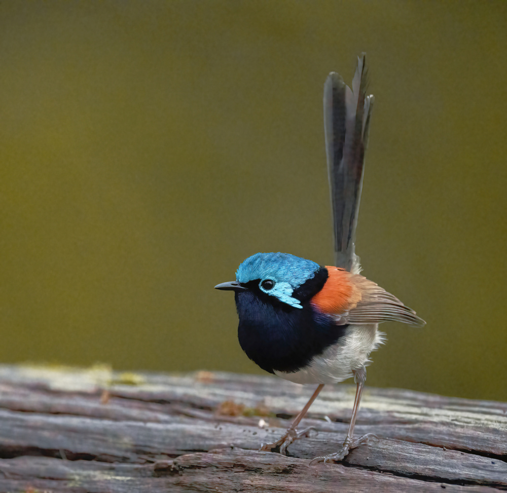 Red-winged Fairy Wren von ahmadabdelhameed