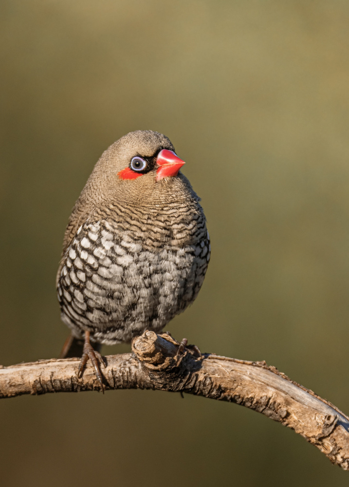 Red-eared Firetail von ahmadabdelhameed