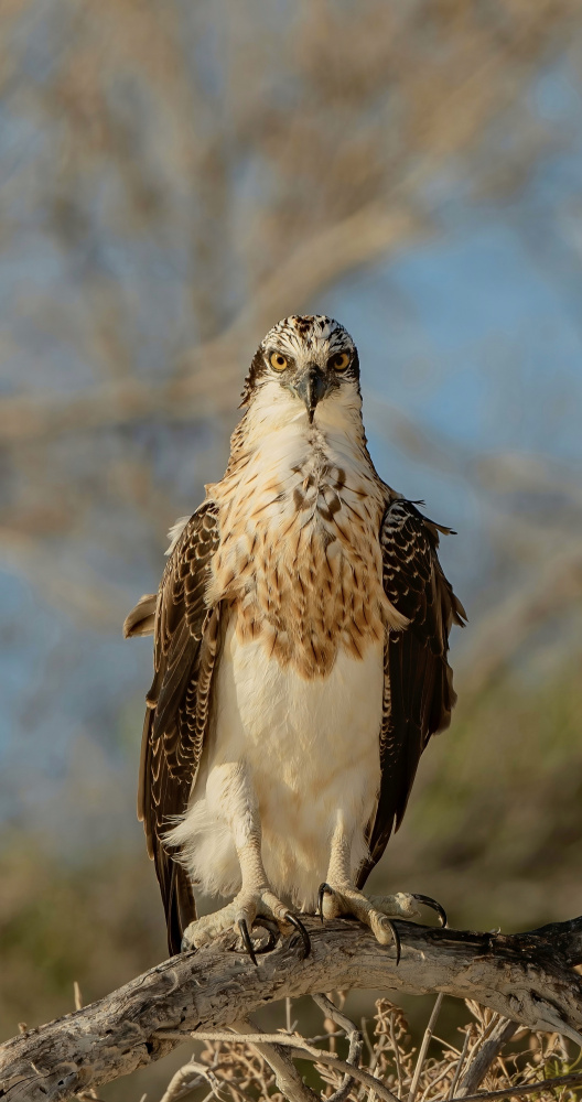 Proud Osprey von ahmadabdelhameed